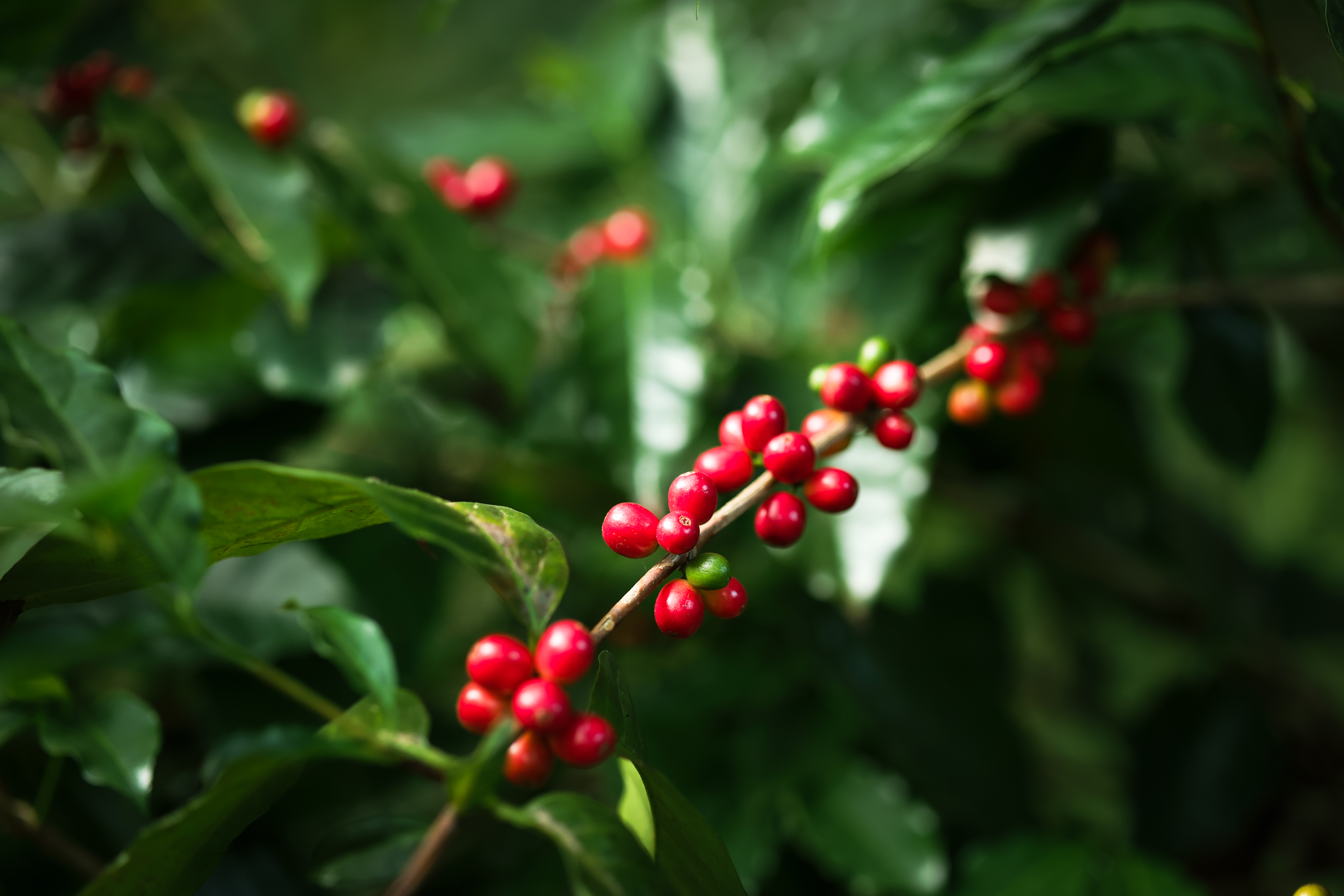 Araku Valley tribal coffee harvesting
